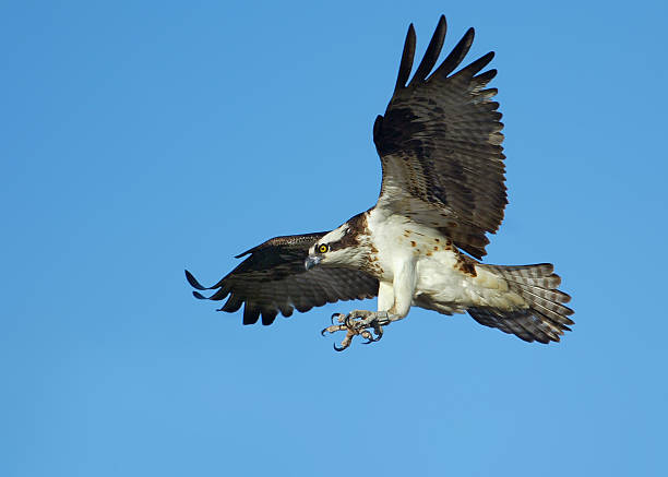 Osprey in flight  talon stock pictures, royalty-free photos & images