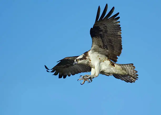 Photo of Osprey in flight