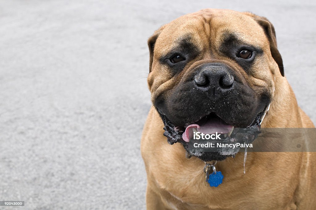 Drooling Dog A dog drools while looking directly at the viewer. Dog Stock Photo