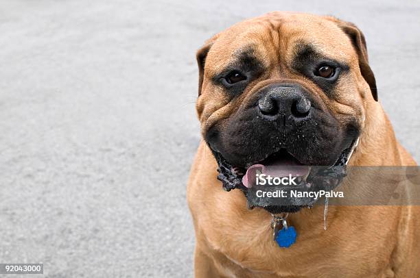 Drooling Dog Stock Photo - Download Image Now - Dog, Sticking Out Tongue, Animal Saliva