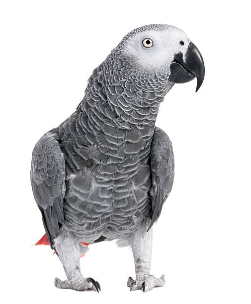 African gray parrot with black beak isolated on white