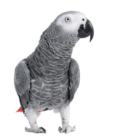 African Grey Parrot - Psittacus erithacus in front of a white background.