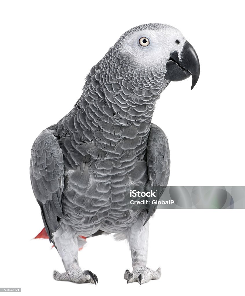 African gray parrot with black beak isolated on white African Grey Parrot - Psittacus erithacus in front of a white background. African Grey Parrot Stock Photo