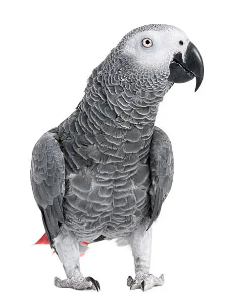 Photo of African gray parrot with black beak isolated on white