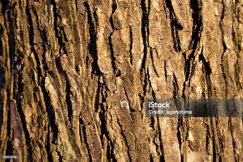 Écorce d'arbre de lumière naturelle - Photo de Abstrait libre de droits