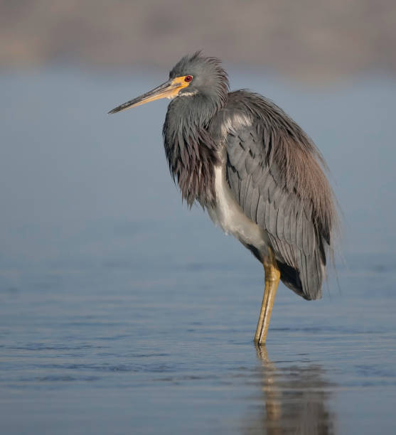 istock Tricolored Heron standing in the water 92043389