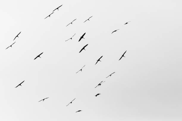 istock Flock of cranes 920433930