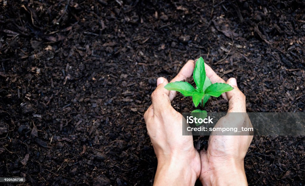 Ökologie-Konzept Hände halten Pflanze ein Baum Bäumchen mit am Boden - Lizenzfrei Hand Stock-Foto