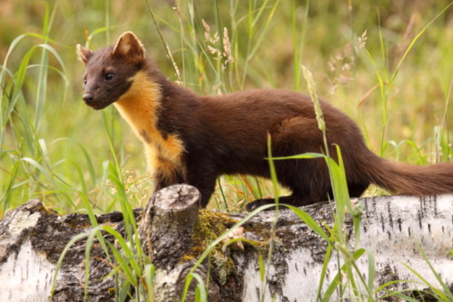 American  marten foraging for food during winter in a national park.