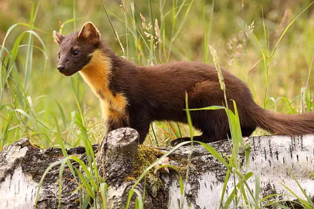 Photo of Pine Marten