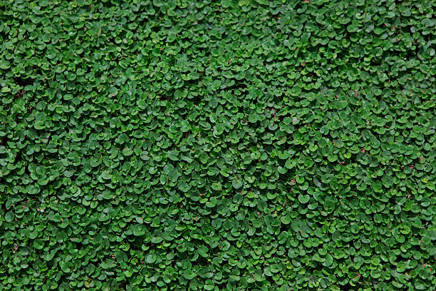 istock Wall of Young Ivy 92043653