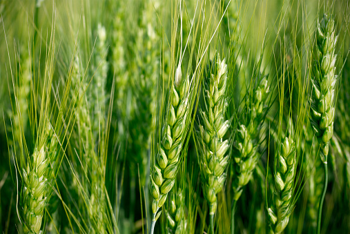 Natural field with large ears of rye (wheat) green. Spikelets arranged vertically close to each other. In the background is blurred wheat field. Macro shot.