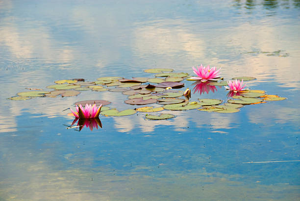 nénuphar et de réflexion de ciel - lotus ornamental garden insect summer photos et images de collection