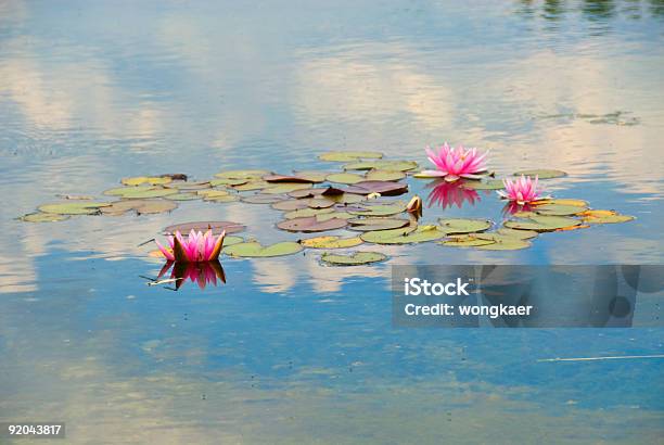 Foto de Régia E Reflexo Do Céu e mais fotos de stock de Azul - Azul, Beleza natural - Natureza, Botânica - Assunto