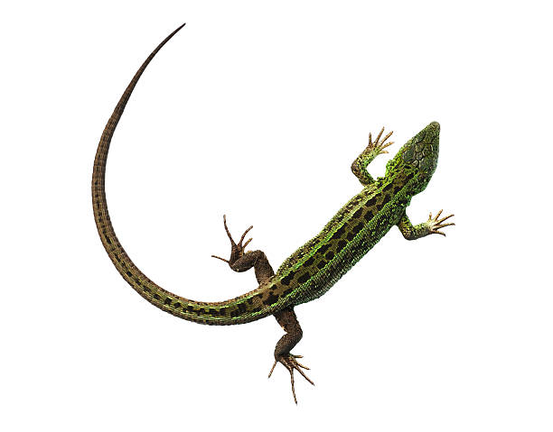 Cтоковое фото Зеленый ящерицу с изогнутым держателем хвост