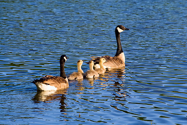 Geese and Goslings swimming stock photo