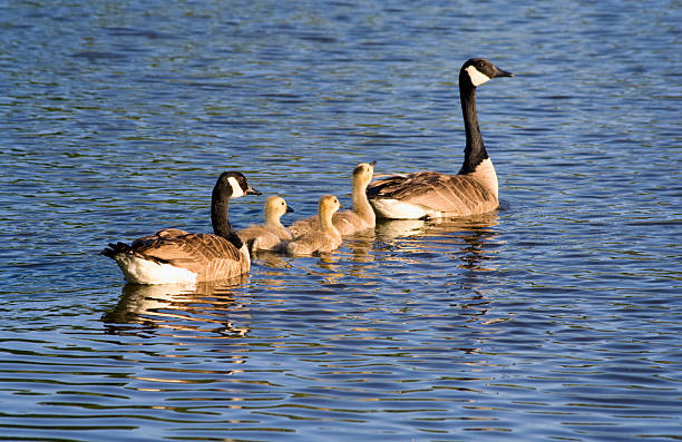 Geese and Goslings swimming stock photo