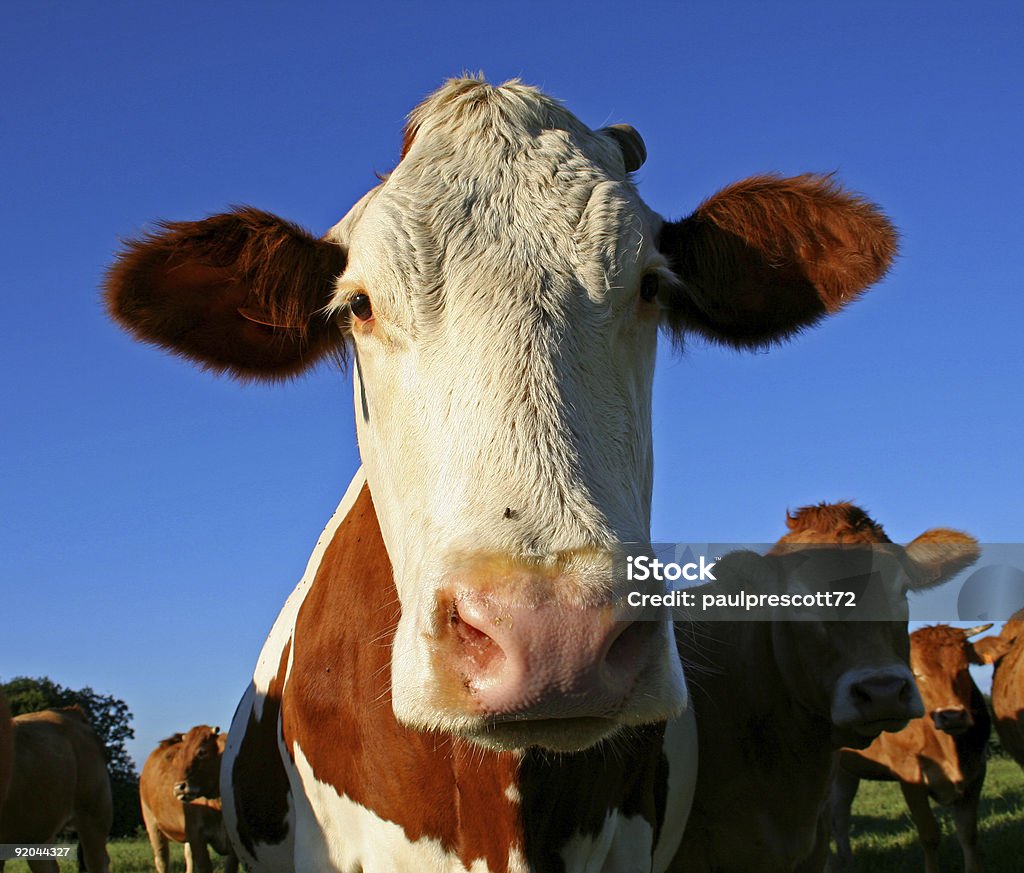 Drôle vache à oreilles - Photo de Agriculture libre de droits