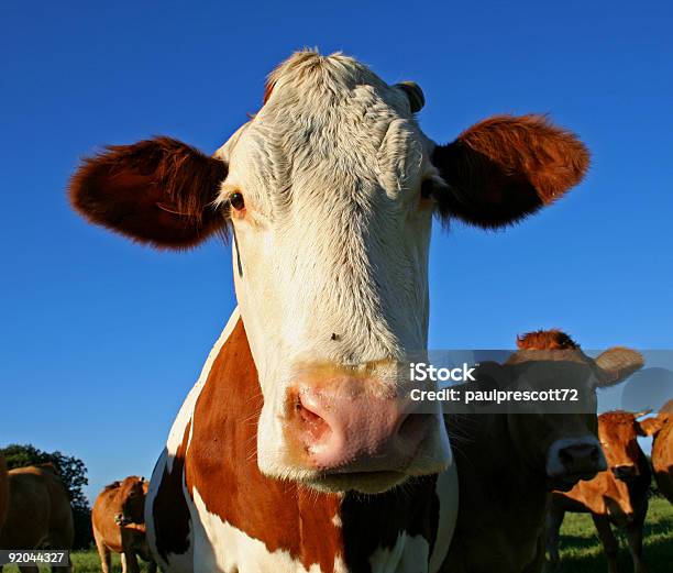 Photo libre de droit de Drôle Vache À Oreilles banque d'images et plus d'images libres de droit de Agriculture - Agriculture, Bovin, Bovin domestique