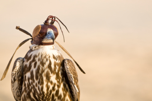 A falcon wearing its hood, shot in a middle eastern desert location.
