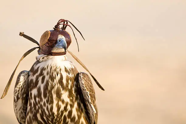 Photo of Hooded Falcon In The Desert of Arabia