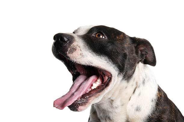 istock Staffie Dog Portrait 92044625
