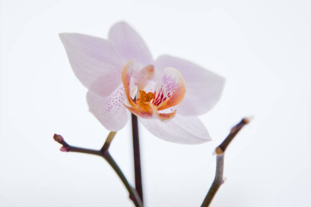 Beautiful orchid flowers. stock photo