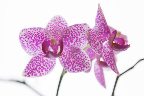 Beautiful orchid flowers. stock photo