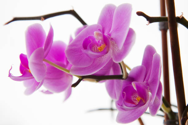 Beautiful orchid flowers. stock photo