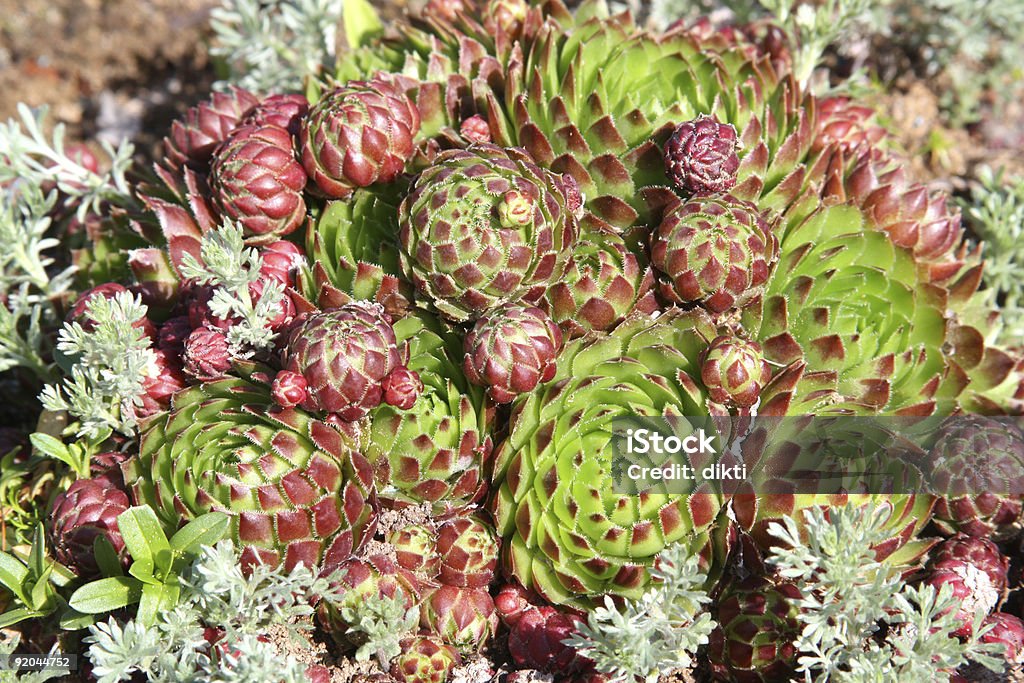 As aves de capoeira e filhotes-soboliferum Sempre-viva - Foto de stock de Beleza natural - Natureza royalty-free