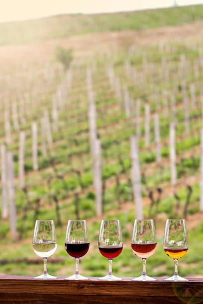 istock Glasses with wine. Red, pink, white wine in glasses. 920449212