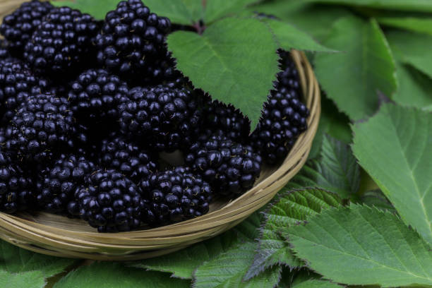 istock Wicker basket full of blackberries 920449284