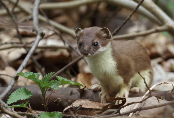Stoat (Mustela erminea), short-tailed weasel standing in undergrowth Stoat (Mustela erminea) also known as the short-tailed weasel standing in undergrowth. stoat mustela erminea stock pictures, royalty-free photos & images