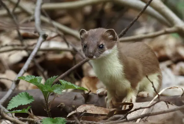 Stoat (Mustela erminea) also known as the short-tailed weasel standing in undergrowth.