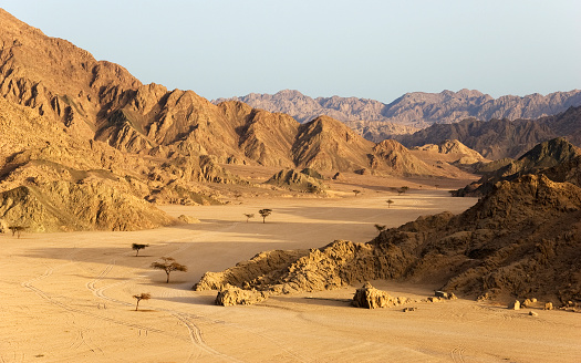 camels in the desert in south of Egypt