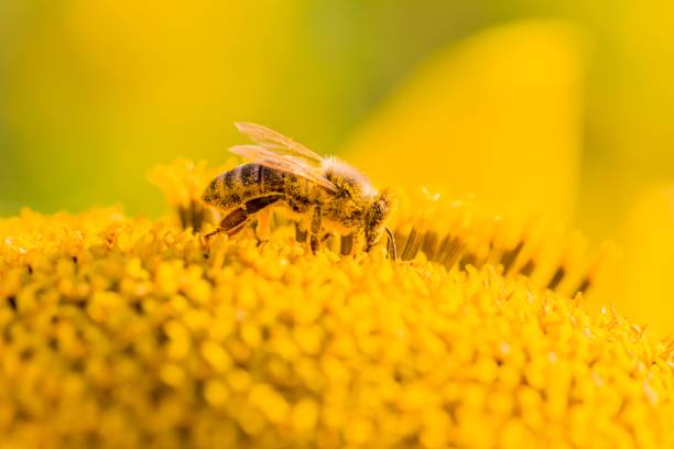 istock Honey bee covered with yellow pollen collecting nectar in flower 920454006
