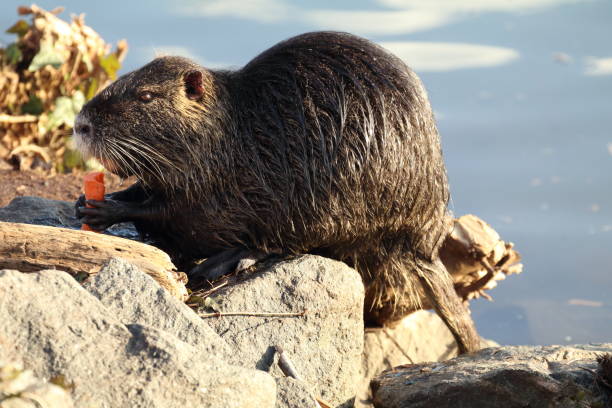 istock Wildlife in Frankfurt - Coypu (Nutria) in the River Main 920454128