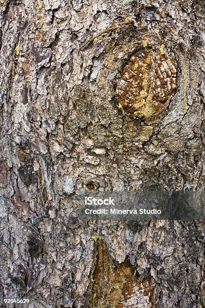 Old Tree Bark — стоковые фотографии и другие картинки Абстрактный - Абстрактный, Ажурный, Без людей