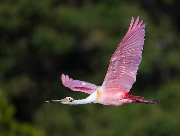 istock Roseate Spoonbill in flight against green background 92045725