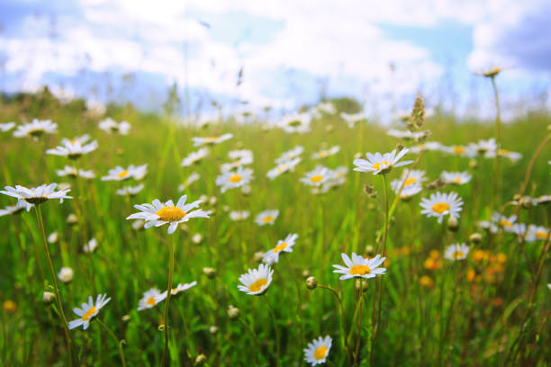 istock Daisy field in the sunny summer day 920459458