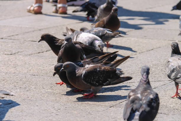 istock Pigeons on famous St. Mark's Square in Venice, Italy 920459508