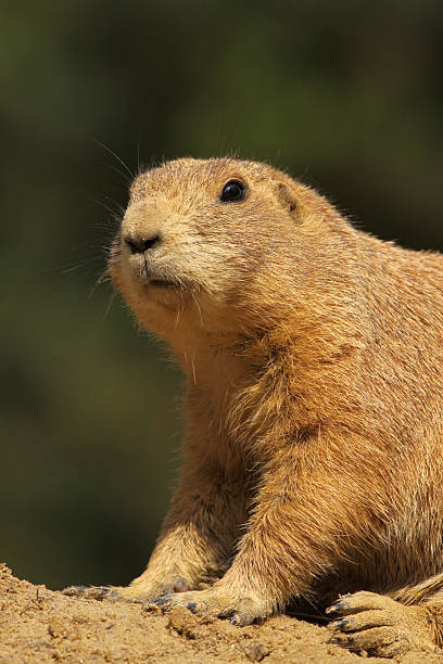 istock Portrait of a prairie dog 92045953