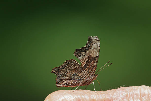 gray comma butterfly - comma bildbanksfoton och bilder