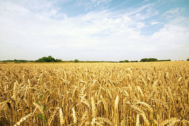 istock summer agriculture hay field 92046066