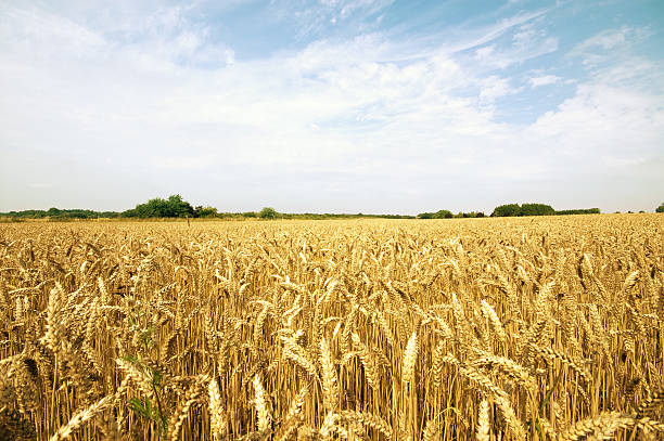 Verão agricultura campo de feno - fotografia de stock