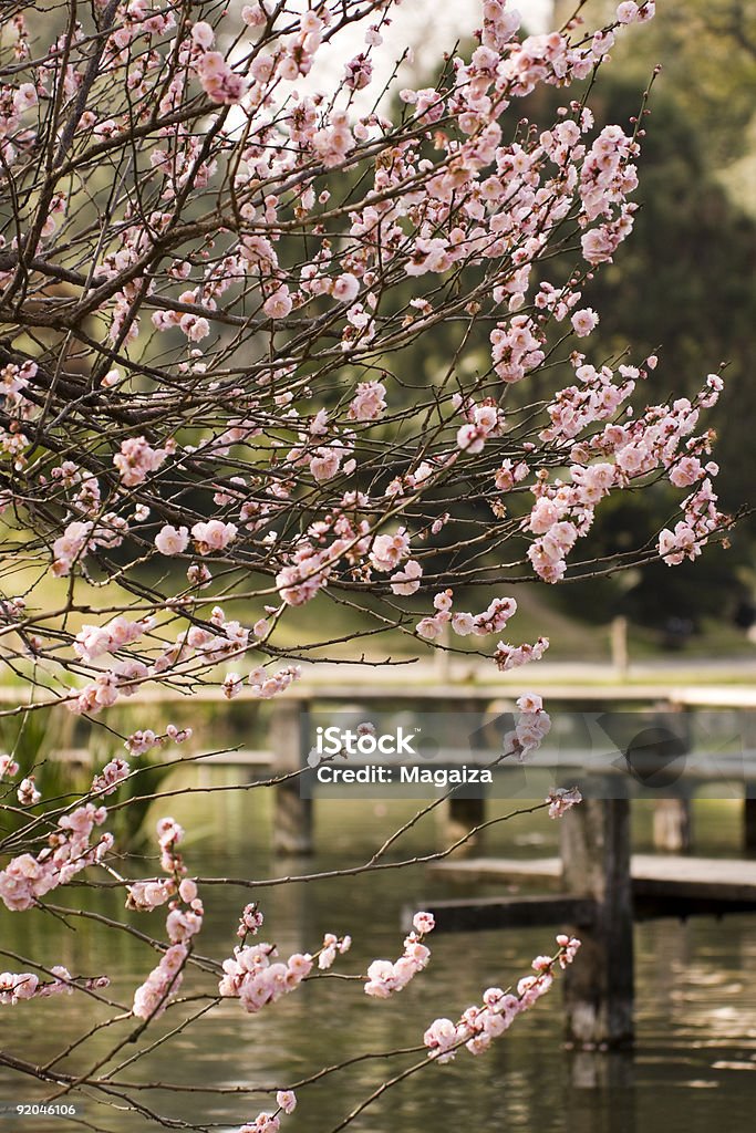 Jardín japonés cerezo - Foto de stock de Aire libre libre de derechos