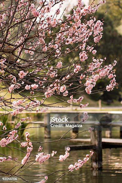 Ogród Japoński Cherry - zdjęcia stockowe i więcej obrazów Bez ludzi - Bez ludzi, Bulwar, Drzewo