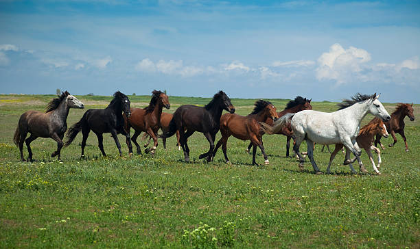 istock Horses Running / blue sky and green grass 92046136