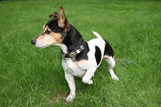 istock Jack Russell Terrier small Dog angled foot 92046175