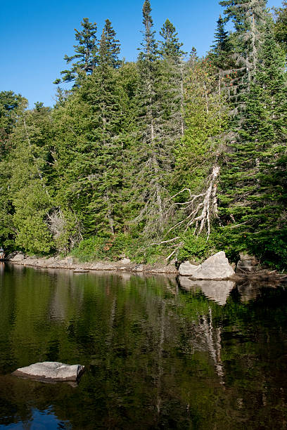 istock Northern wilderness trees and river 92046226